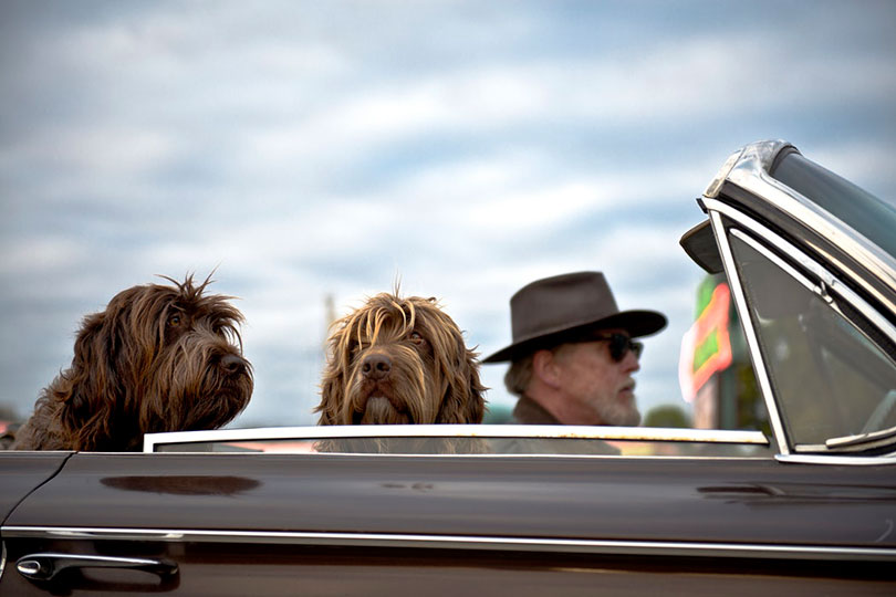 Man driving a convertible with two dogs riding along