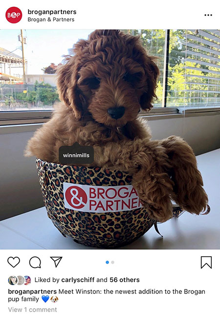 Brogan employees goldendoodle in the office. 