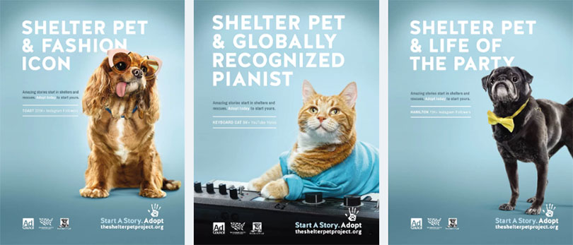 Social Marketing Example #17: The Shelter Pet Project – Start a Story.  Adopt. - Brogan & Partners