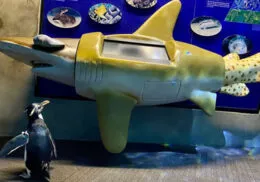 Standout Social Media Campaign Example #9: Shedd Aquarium