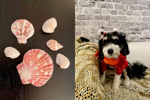 Sea shells and Truffle dressed as a lobster